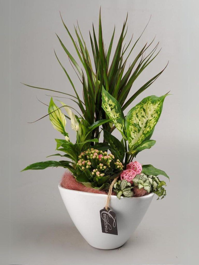 coupe de plantes intérieures