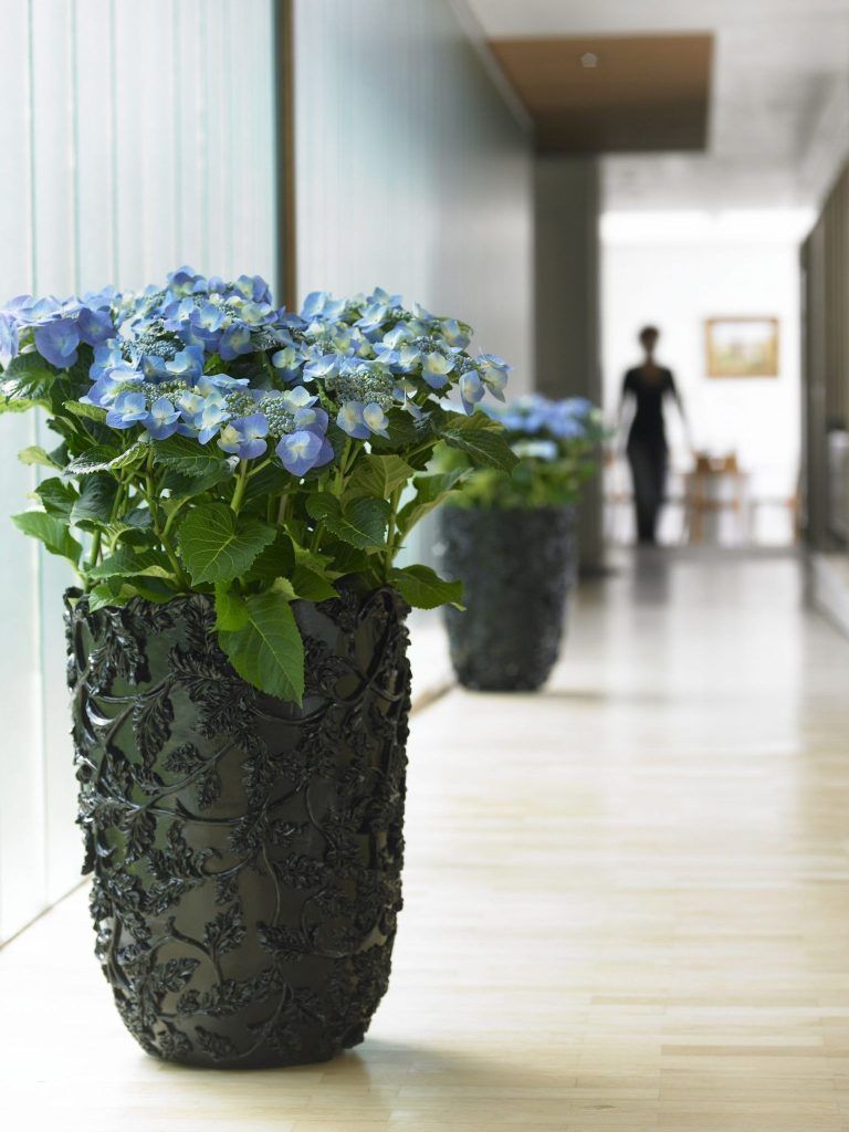 hortensia