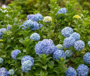 Hortensias Bleus En Fleurs Dans Un Jardin Verdoyant