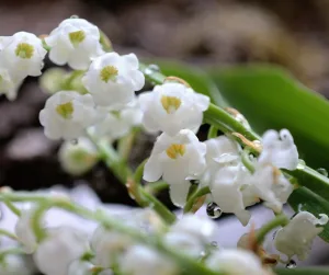 Fleurs Blanches De Muguet Avec Gouttes D’eau