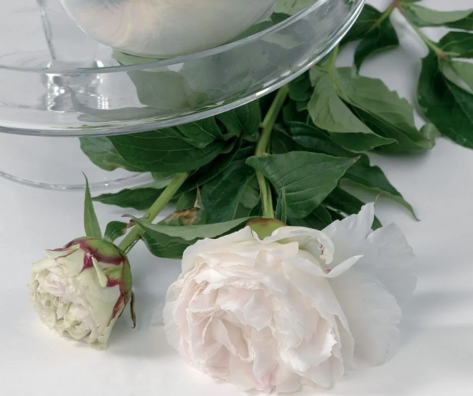 Pivoines roses pâles sur table blanche