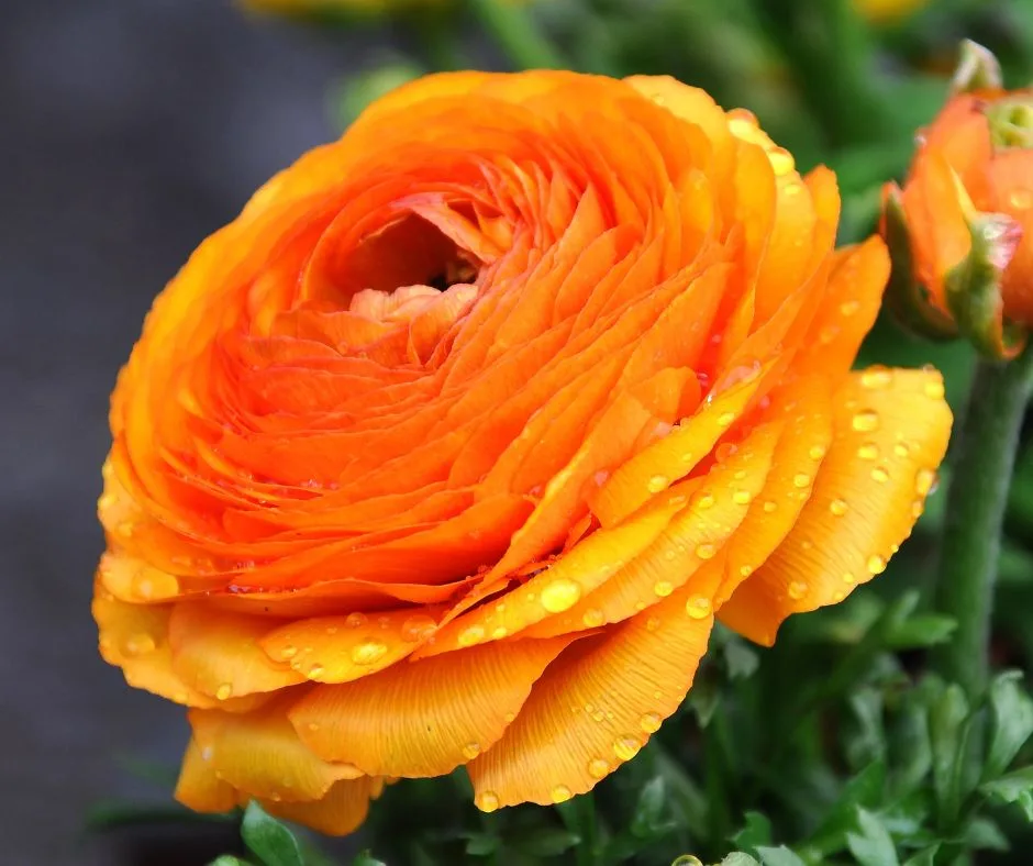 Renoncule orange couverte de gouttes d’eau