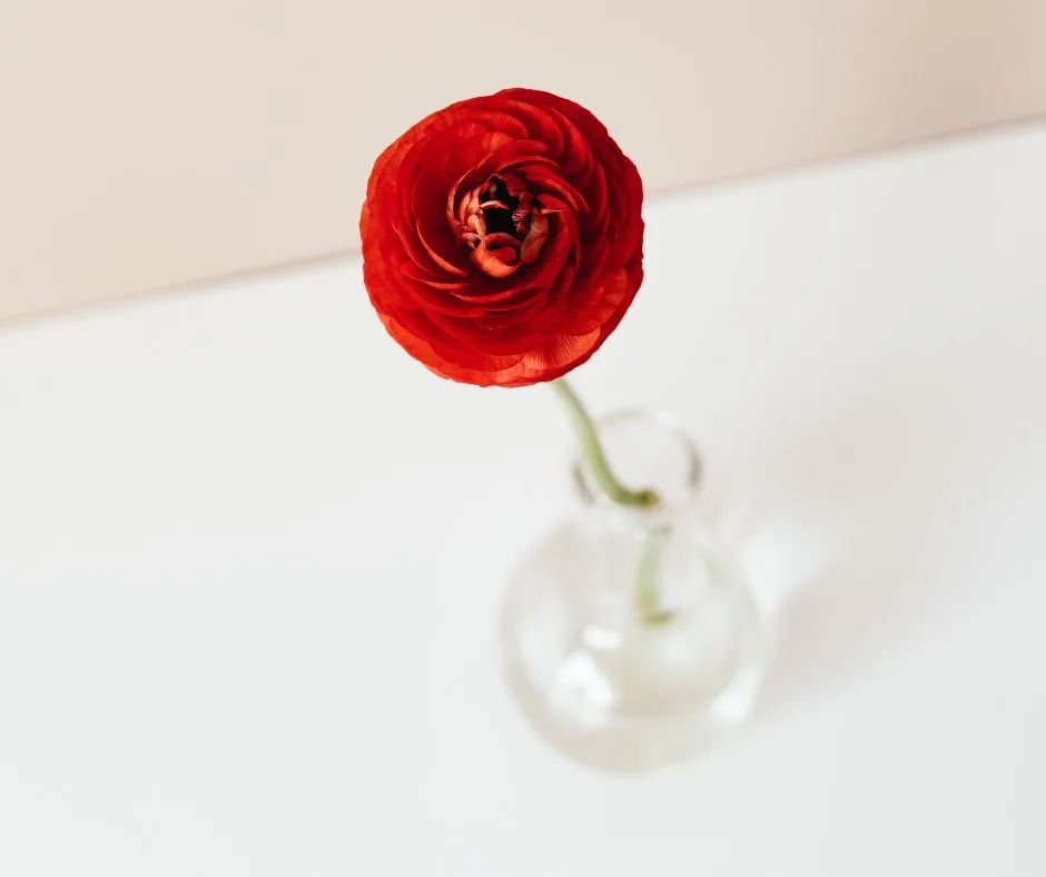 Renoncule rouge dans un vase en verre