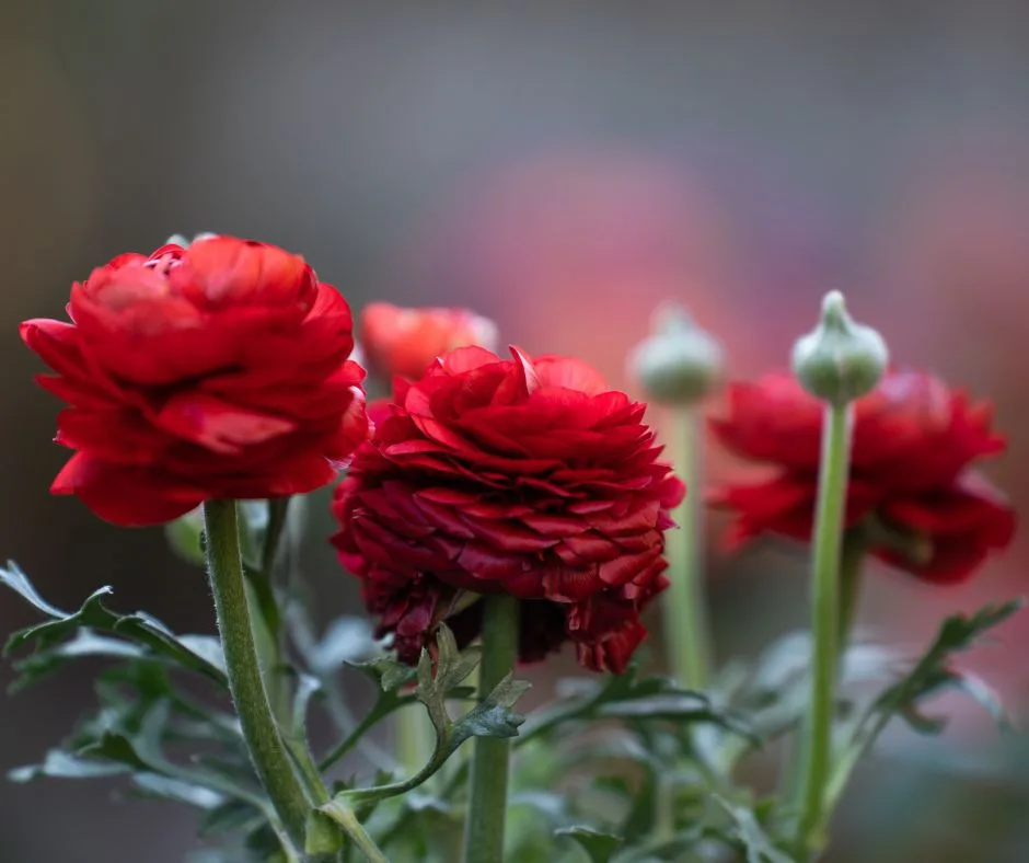 Fleurs rouges de renoncules en gros plan
