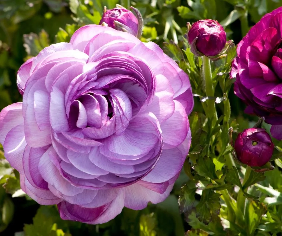 Fleur de renoncule violette en gros plan