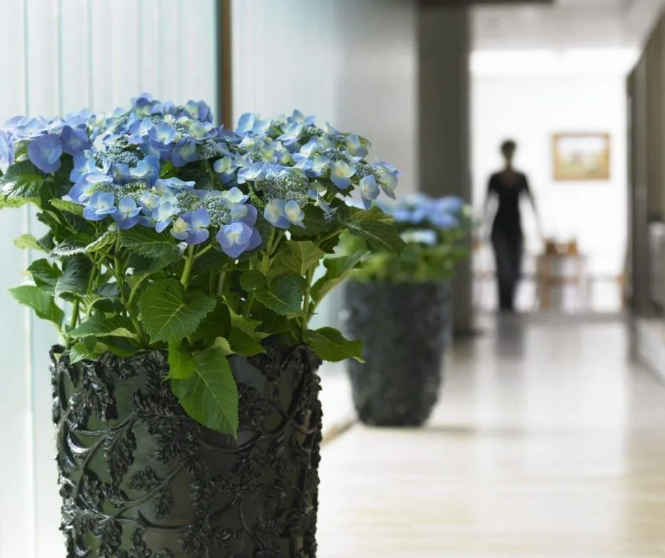 Hortensia bleu en pot dans un couloir lumineux