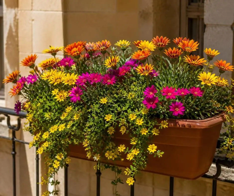 Jardinière de gazanias, pourpiers et bidens sur un balcon exposé plein sud