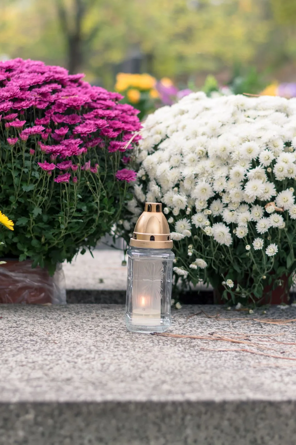 Bougie funéraire parmi des chrysanthèmes blancs et violets
