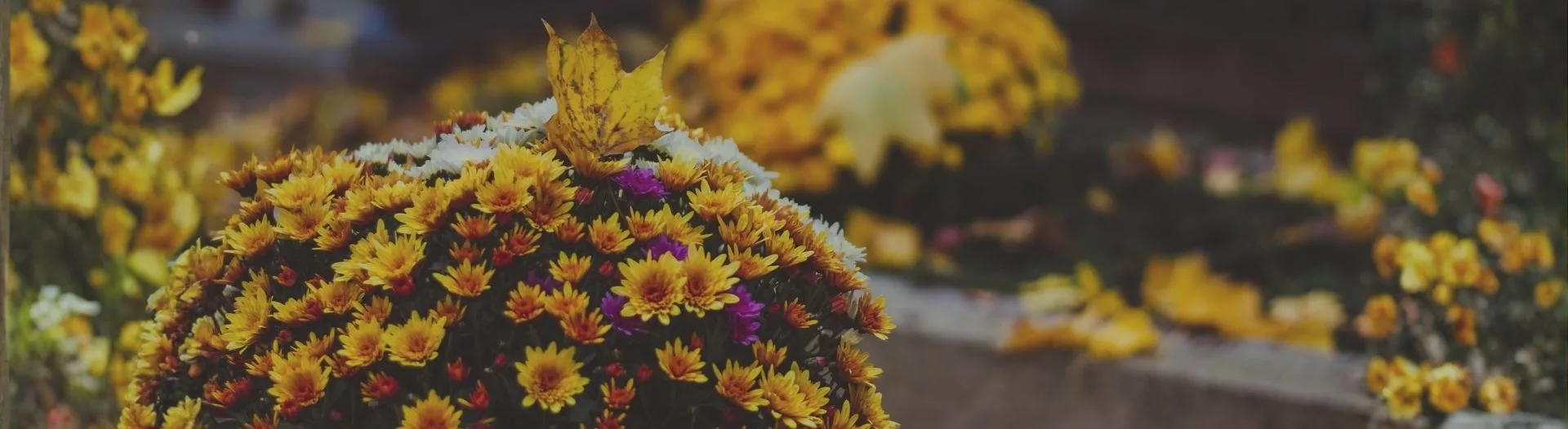Chrysanthèmes jaunes ornés d’une feuille d’automne