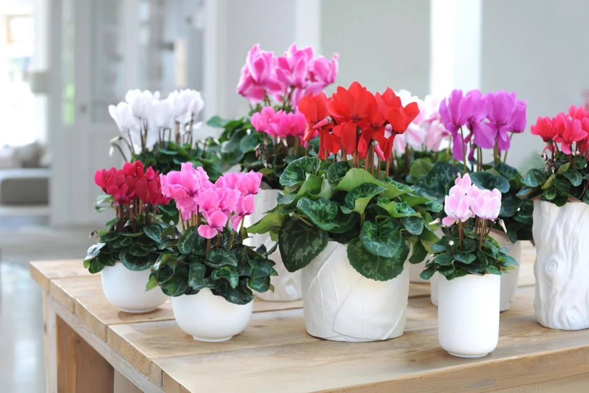 Cyclamens roses, rouges, blancs et fuchsia alignes en pots blancs sur une table en bois clair
