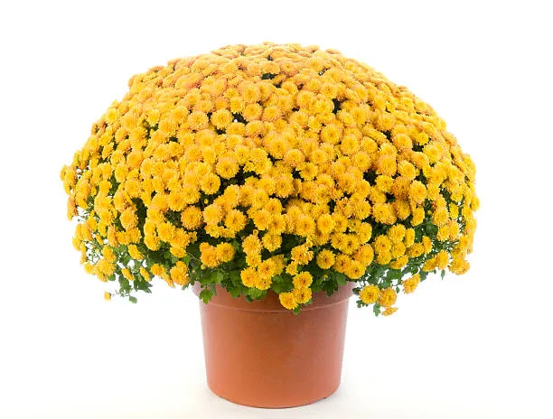 Chrysanthème jaune en pot sur fond blanc