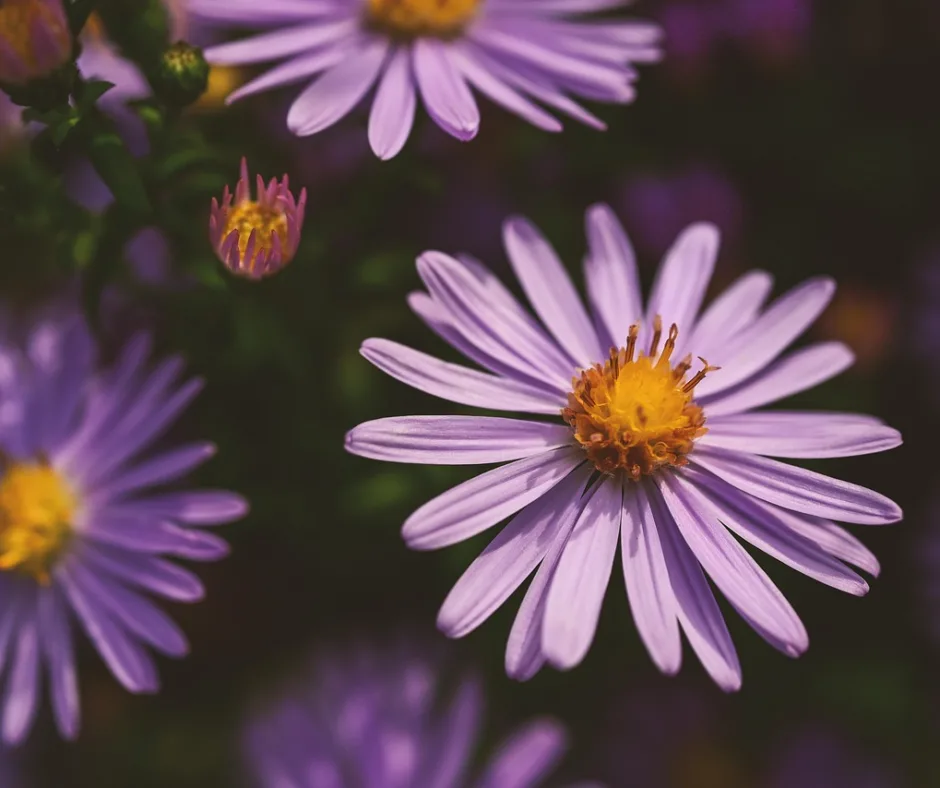Asters violets au cœur jaune en fleurs dans un jardin d'automne