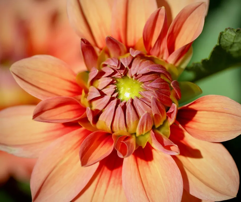 Dahlia pêche et orange en cours d'ouverture, vu de près