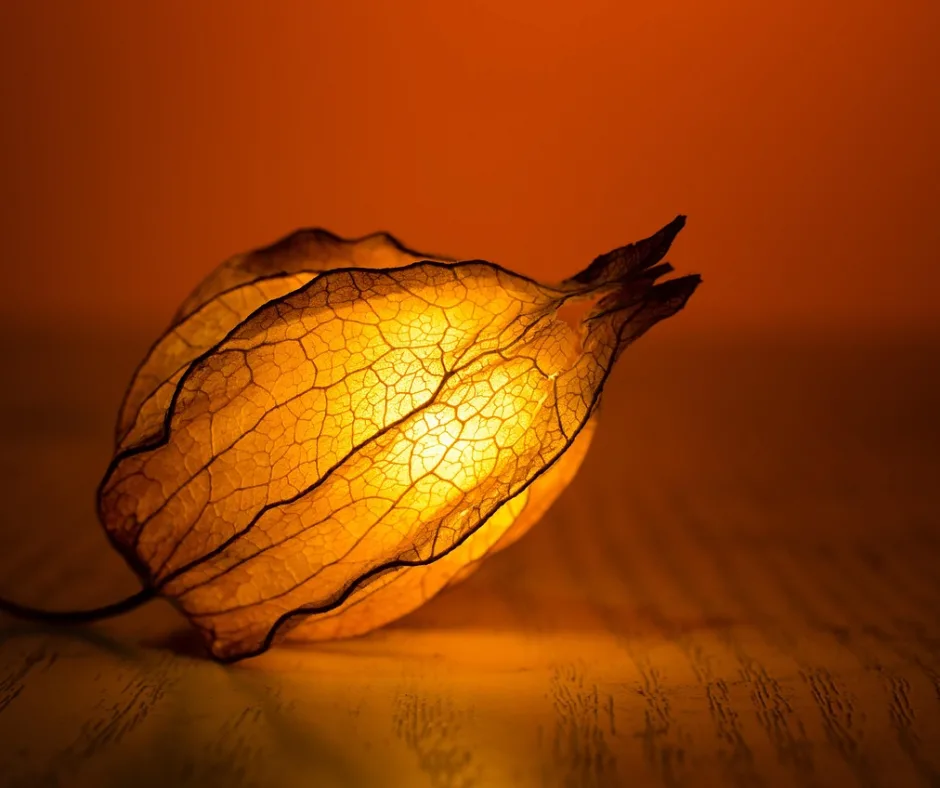 Lanterne orange de physalis rétroéclairée sur un support en bois