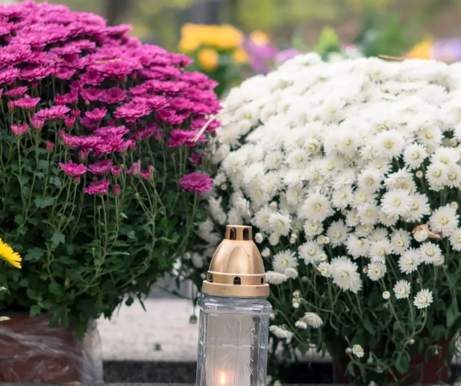 Chrysanthèmes roses et blancs en pot autour d'une lanterne funéraire allumée sur une tombe en granit
