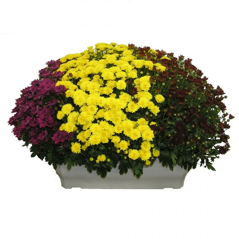 Jardinière 3 chrysanthèmes