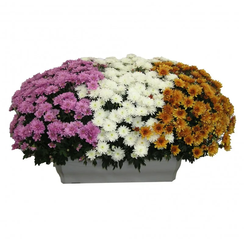 Jardinière de chrysanthèmes roses, blancs et orangés